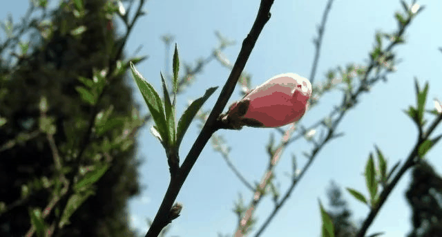 今日立春 | 在這里，邂逅最美春天……