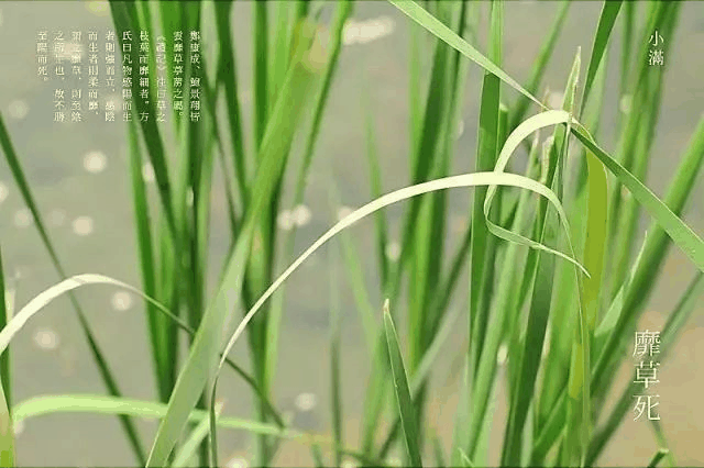 今日小滿：愿你的生活幸福美滿！
